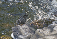 American Dipper 2363